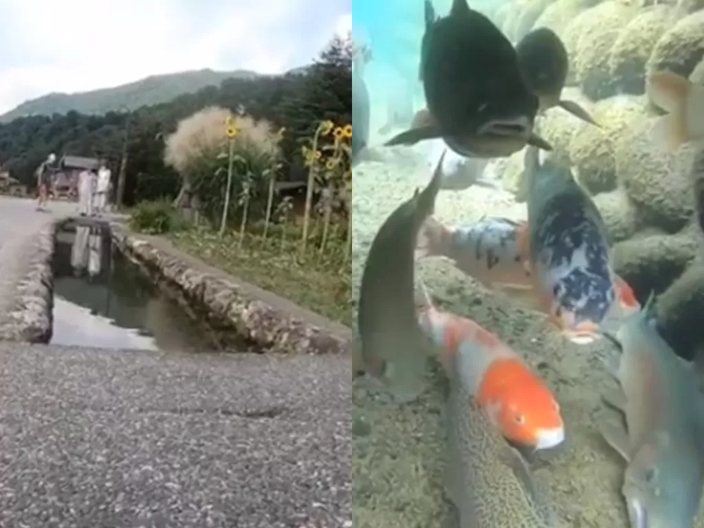 Selokan yang jernih di Jepang bikin ikan hias betah berenang (photo/Instagram/Istimewa)