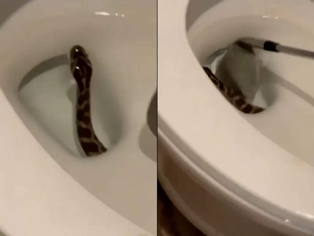 Potongan video viral, ular didalam kloset toilet. (photo/Twitter/@paytonmalonewx)