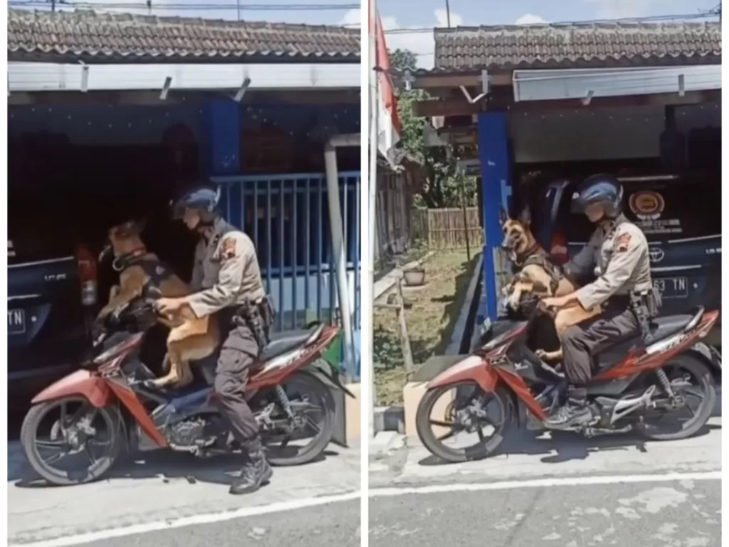 Anjing polisi (K-9) ikut kerja naik motor. (TikTok/@aku4503)