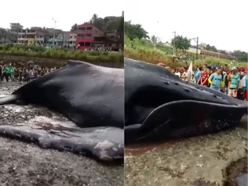 Potongan video disaat paus raksasa terdampar dan menjadi tontonan oleh warga. (photo/Instagram/Istimewa)