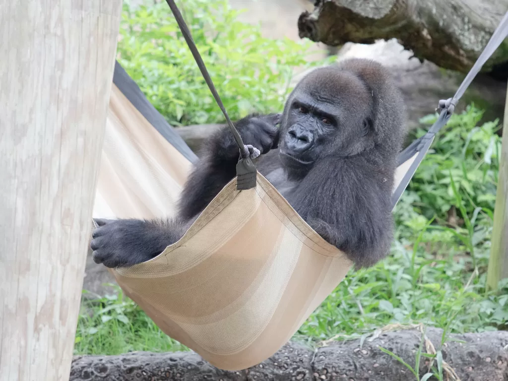 Tumani, gorila hamil di kebun binatang New Orleans. (AUDUBON NATURE INSTITUTE)