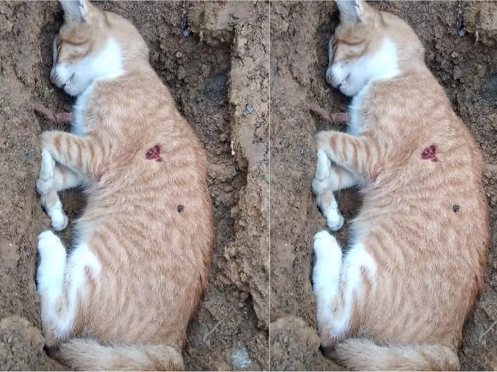 Kucing ditembak sampai mati (Facebook/Persatuan Haiwan Malaysia - Malaysia Animal Association)