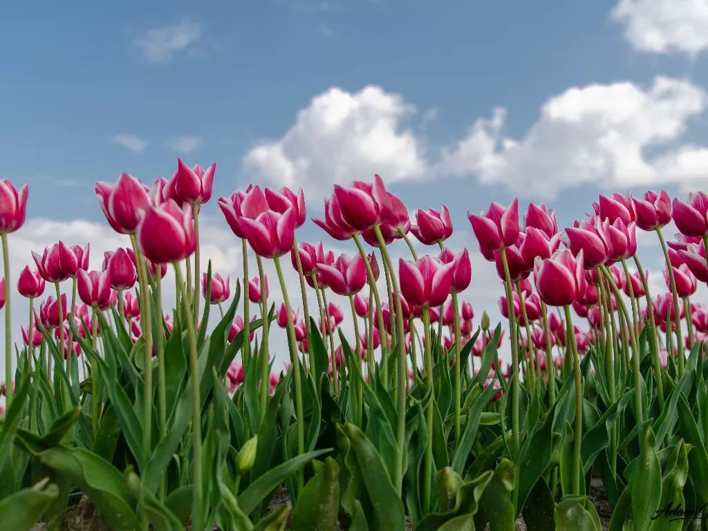 Bunga tulip. (Unsplash/@adby)