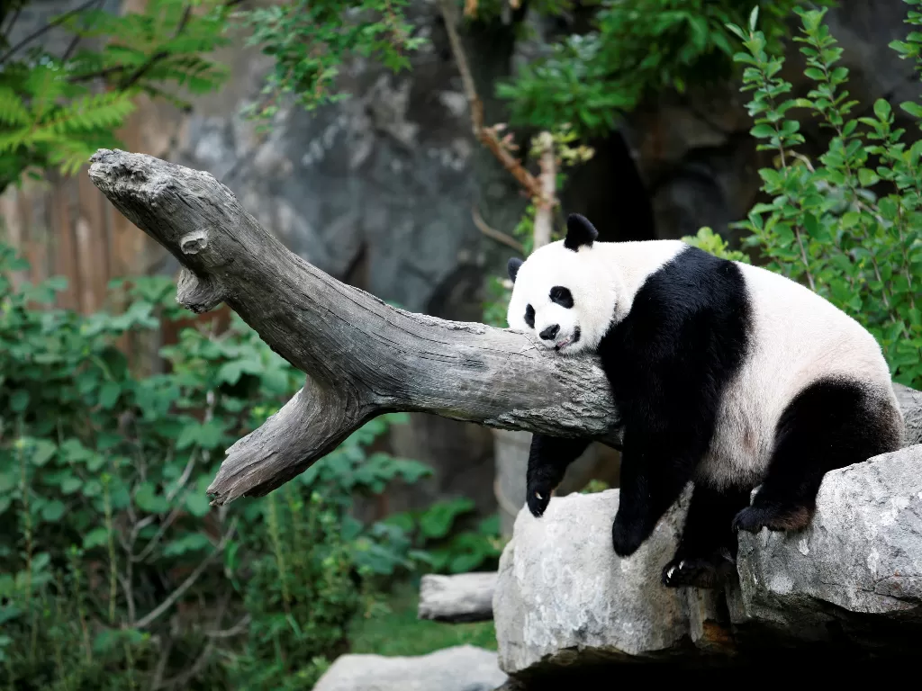 Mei Xiang, panda raksasa penghuni kebun binatang nasional Washington, AS. (REUTERS/Kevin Lamarque)
