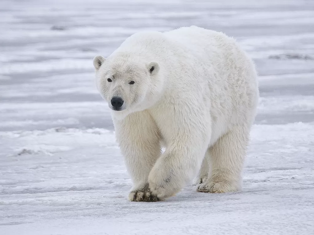 Beruang kutub. (naturespicsonline.com)