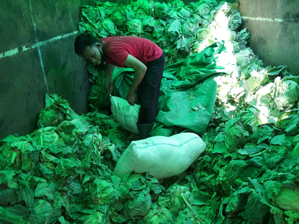 Seorang petugas mencari minuman keras tanpa merk jenis cap tikus di antara tumpukan sayur kol (ANTARA FOTO/Adiwinata Solihin)