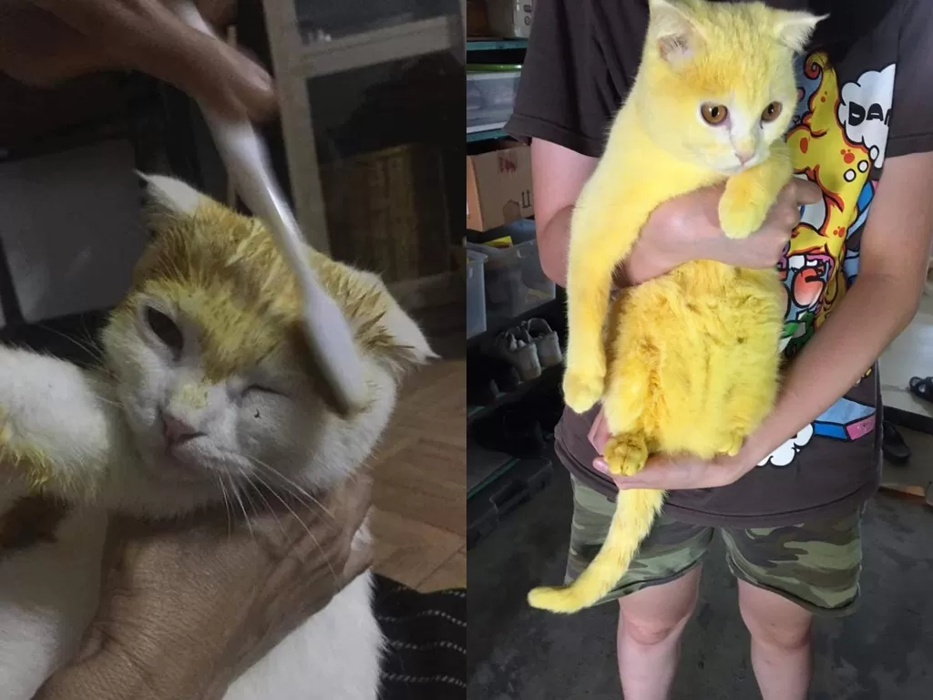 Kucing yang berubah warna  dan mirip pikachu saat pakai obat dari scrub kunyit.(photoTwitter/IsskndarAriffin)