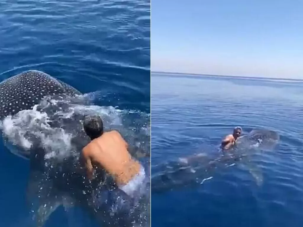 Pria yang melompat dari atas perahu ke tubuh ikan hiu paus lalu menungganginya di laut (photo/Twitter/@alalwaniabdulla)