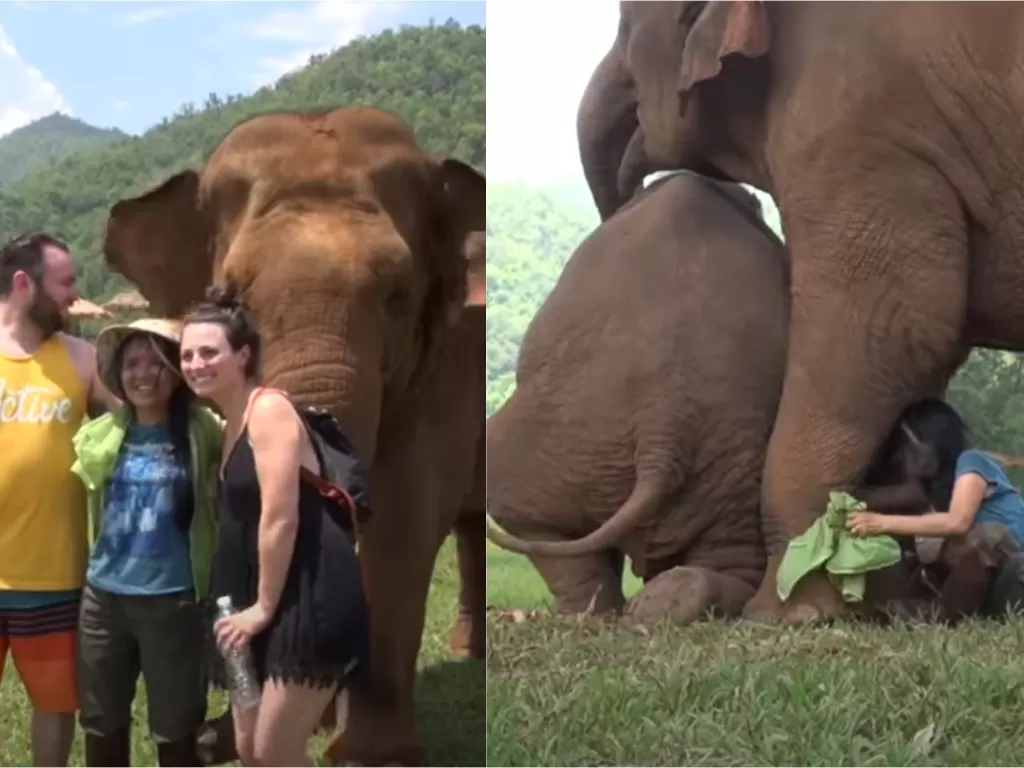 Gajah minta dinyanyikan lagu nina bobo (Elephant News)