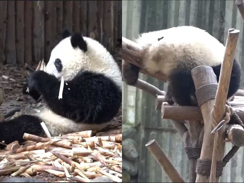Kehidupan panda di Penangkaran Panda Raksasa Chengdu di Sichuan, Tiongkok (photo/Youtube/Xinhua)
