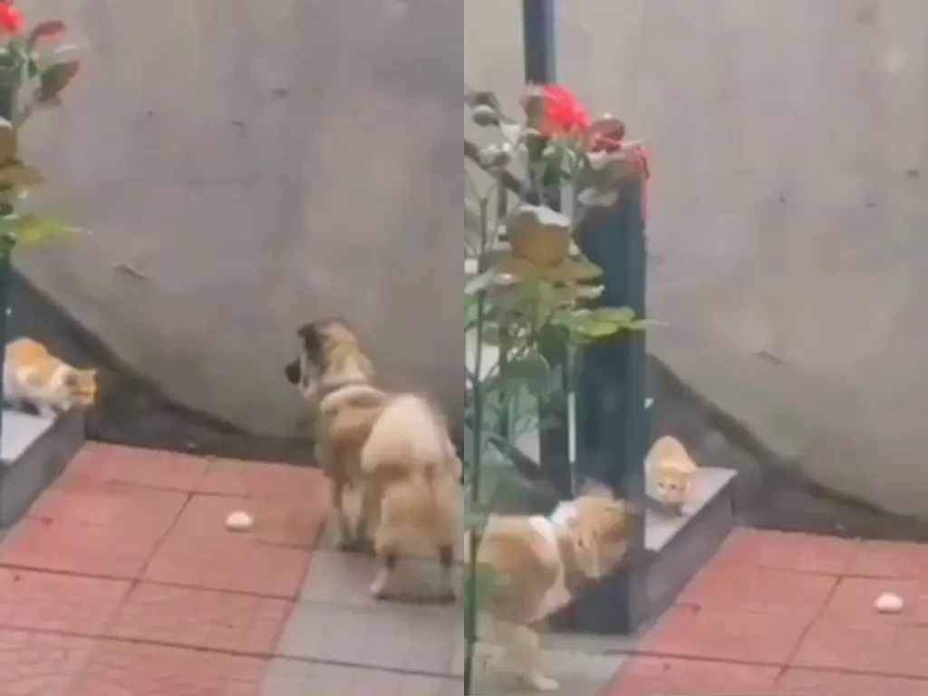 Potongan video disaat seekor anjing yang berbagi makanan dengan kucing. (photo/Facebook/People's Daily, China)