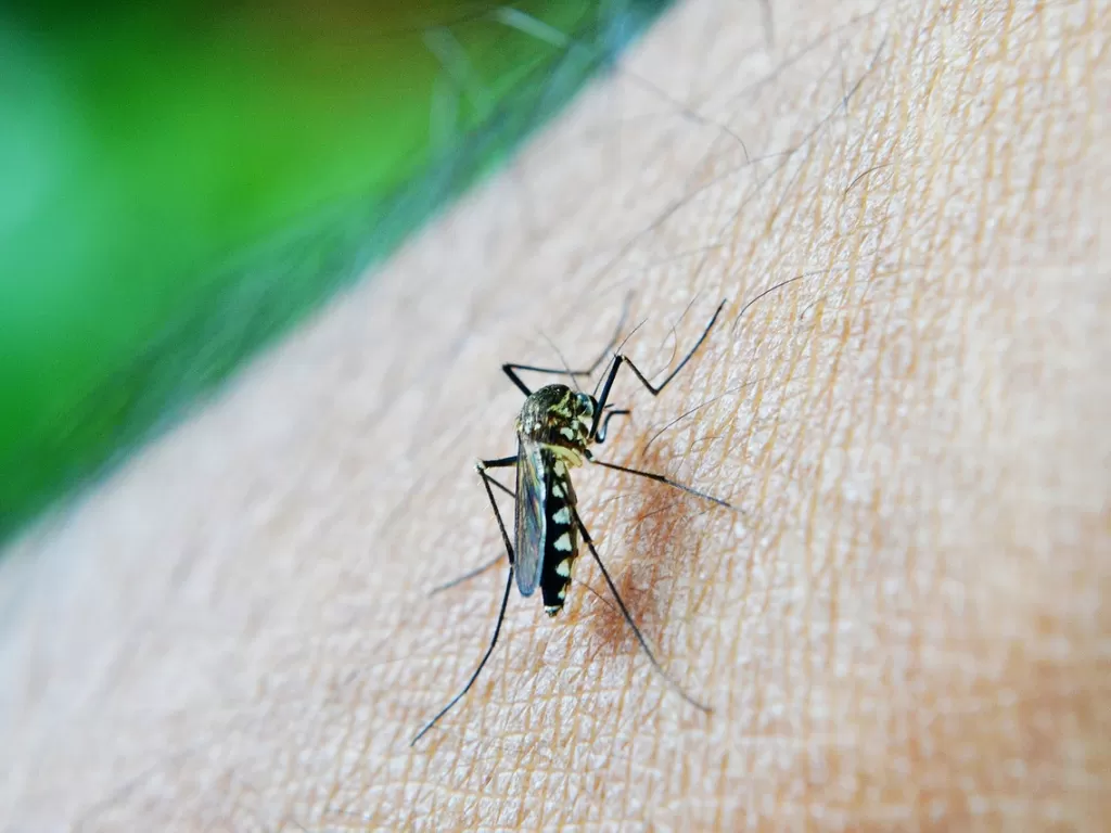 Nyamuk demam berdarah (Pixabay/Mohamed Nuzrath)