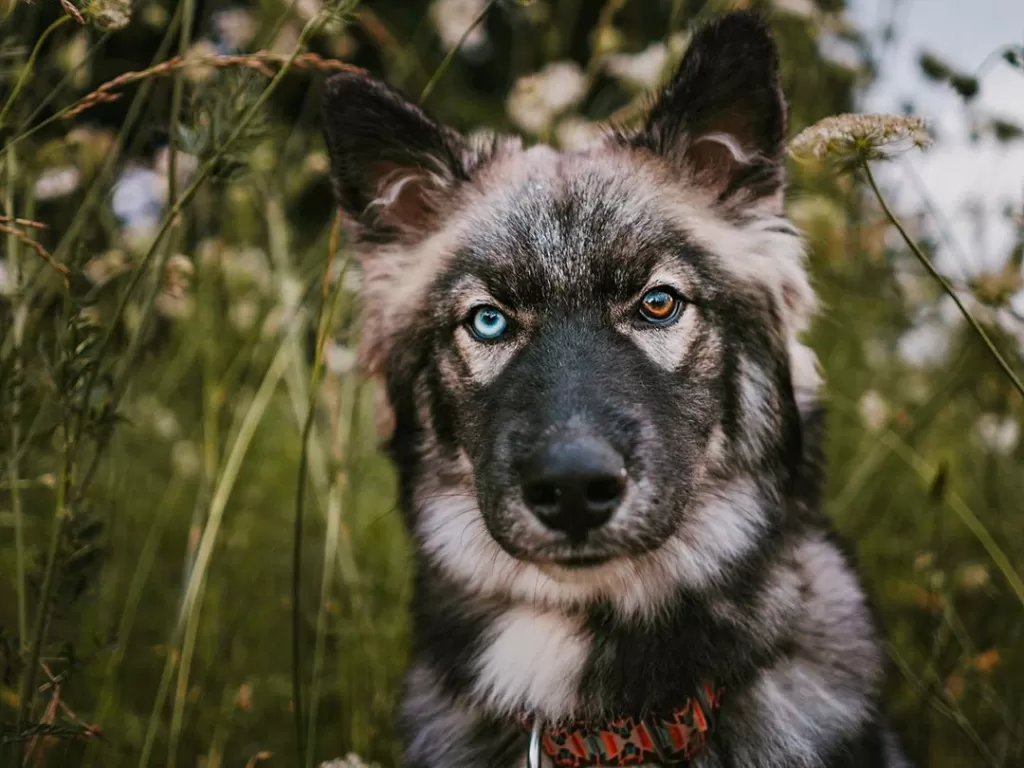 Siberian Husky (Instagram/withherdogs)