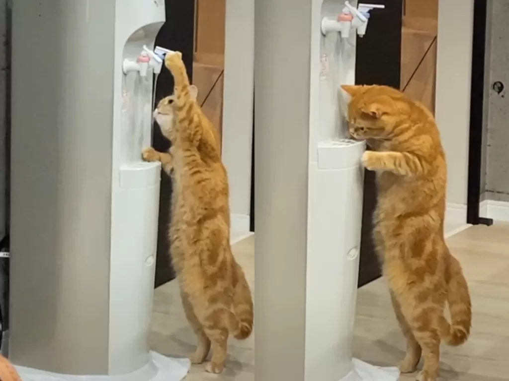 Kucing minum dari dispenser (TikTok/tamayu_)