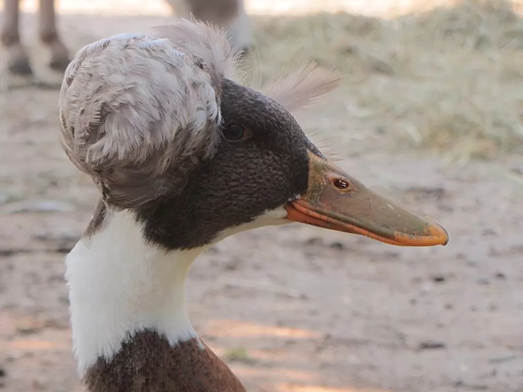 Bebek berjambul atau Crested duck. (Pierre Tribhou/Wikimedia Commons)