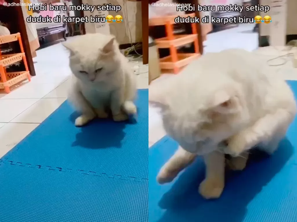 Potongan video saat kucing bewarna putih menggeserkan bokong di karpet. (photo/TikTok/@adhelasiregarr)