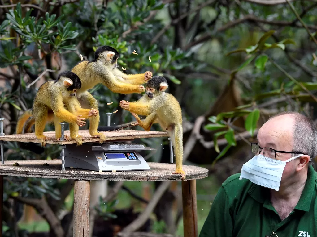 Penjaga kebun binatang Tony Cholerton menggunakan makanan untuk mendorong monyet tupai berdiri di atas timbangan di ZSL London Zoo 2020 (REUTERS/TOBY MELVILLE)