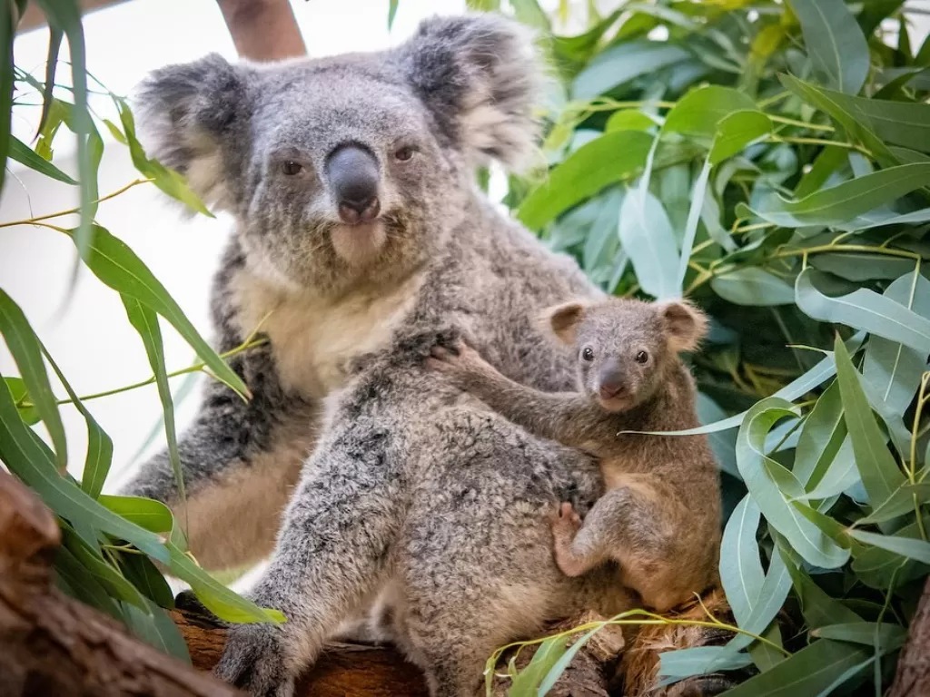 Joey si bayi koala dan induknya. (photo/Instagram/@clemetzoo)