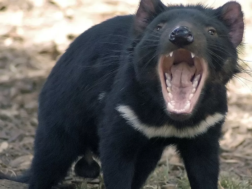 Tasmania Devil. (wikipedia/Wayne McLean)