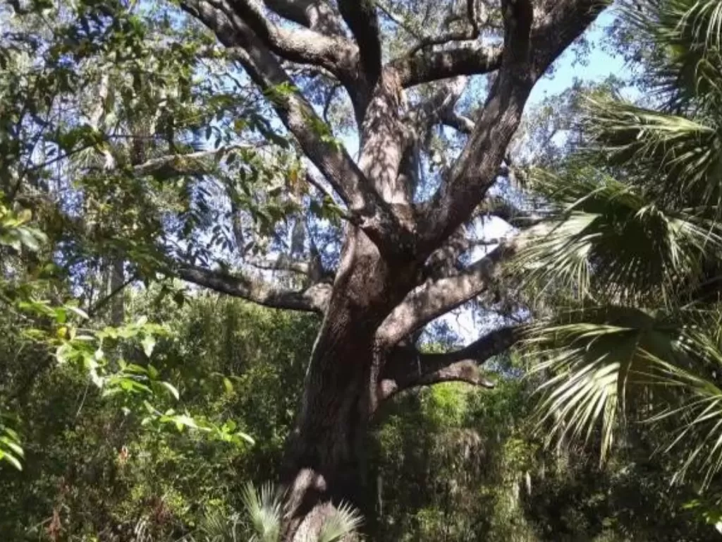 Pohon Iblis di Pulau Hutchinson, Florida. (YouTube/Derek Weisman)