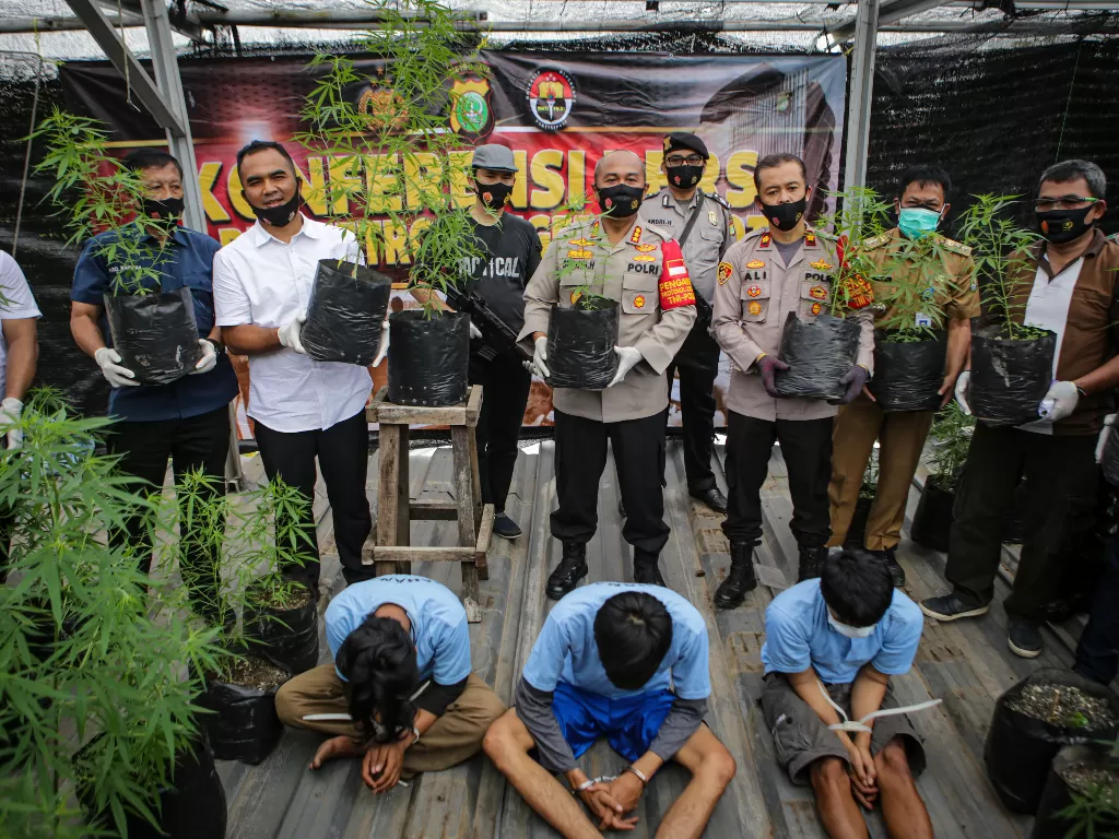 Kapolres Tangerang Kota Kombes Pol Sugeng Hariyanto (tengah) bersama Kapolsek Ciledug Kompol Ali Zusron (keempat kanan) dan jajarannya menunjukkan barang bukti tanaman ganja beserta tiga orang tersangka (ANTARA FOTO/Fauzan)