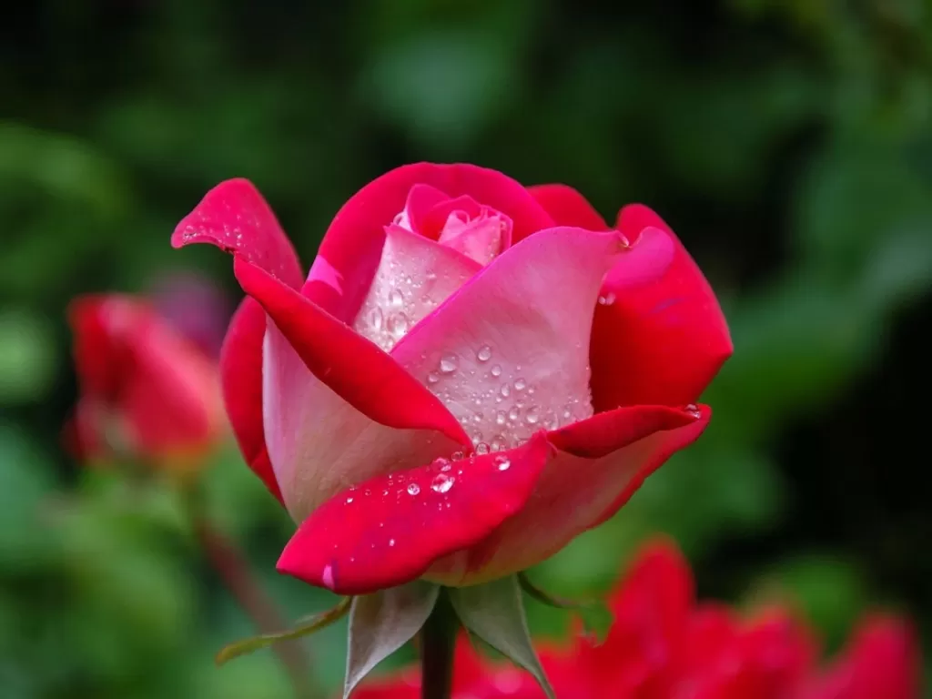 Ilustrasi bunga mawar. (Pexels/Pixabay)