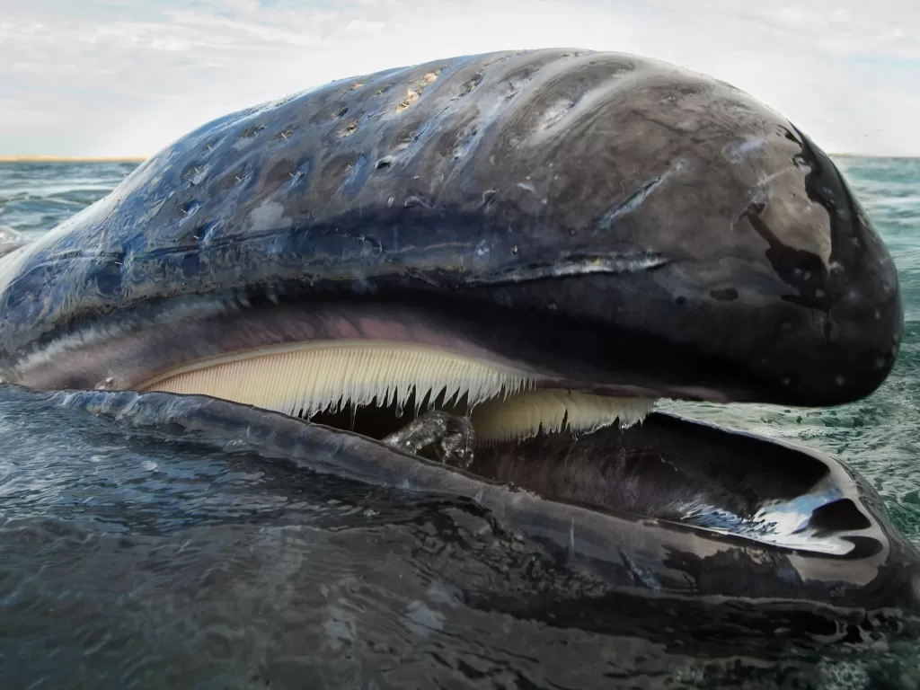 Ilustrasi mulut ikan paus. (Christopher Swann / Minden Pictures)