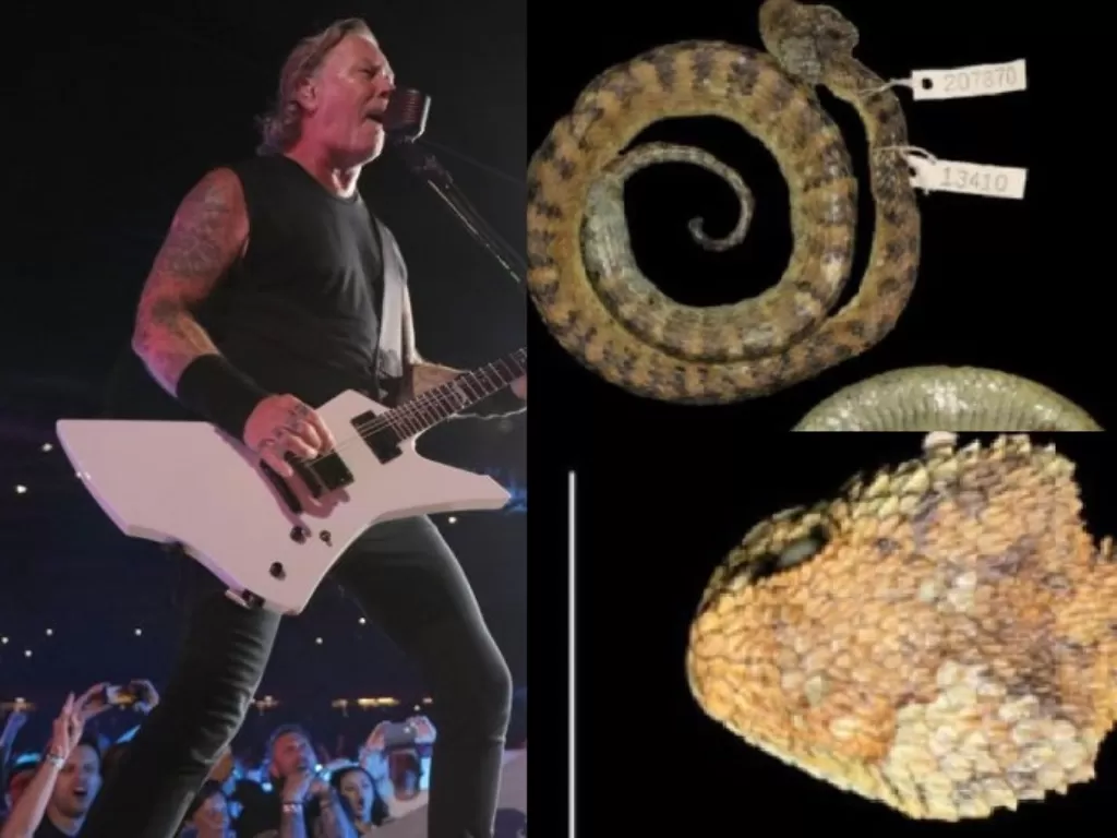 James Hetfield Metallica (Twitter/@metallica), ular Artheri Hetfieldi (Dok. Dr. Luis).