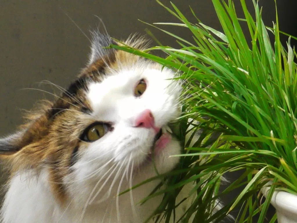 Kucing makan rumput. (pochemuha.ru)