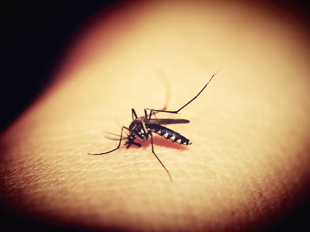 Tidur malam tak nyenyak karena gigitan nyamuk (Pixabay/41330)