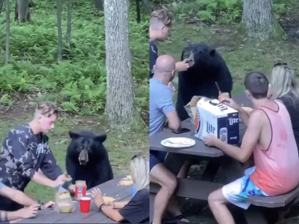 Potongan video saat orang berikan makan kepada beruang liar di hutan. (photo/Twitter/@ramseyboltin)