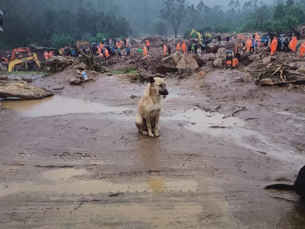 Anjing yang setiap mencari dan menunggu majikkannya yang hilang di lokasi longsor di India. (photo/Twitter/@420slap)