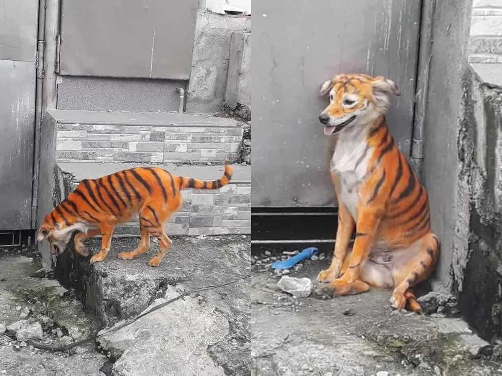 Potret anjing yang diwarnai oleh orang tidak bertanggung jawab agar mirip harimau. (photo/Facebook/Persatuan Haiwan Malaysia)