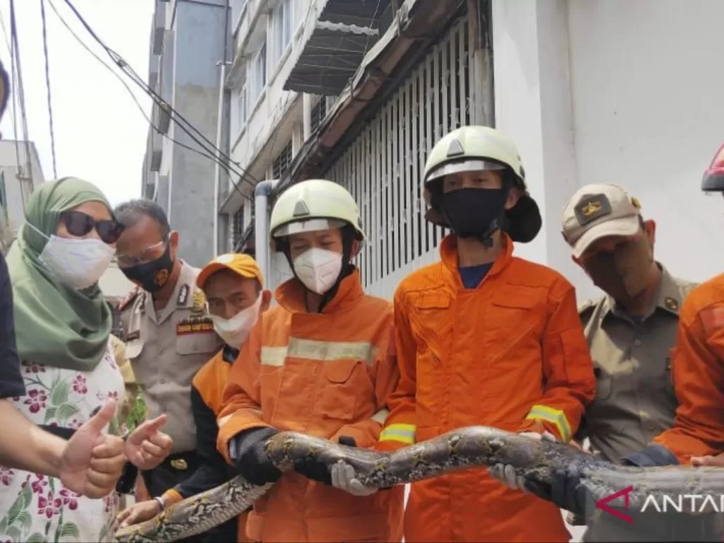 Temuan ular sanca sepanjang tiga meter. (Foto: ANTARA/Damkar Jakarta Barat)