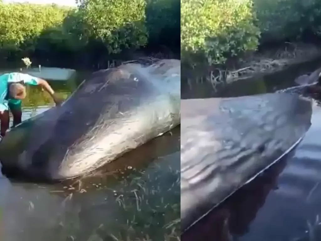 Ikan paus terdampar. (Instagram @explorepulaukangean)