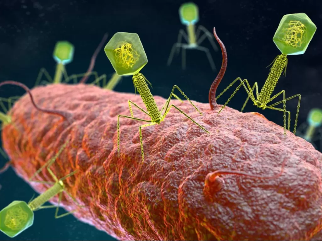 Ilustrasi bakteriofag yang menginfeksi bakteri. (medicalnewstoday)