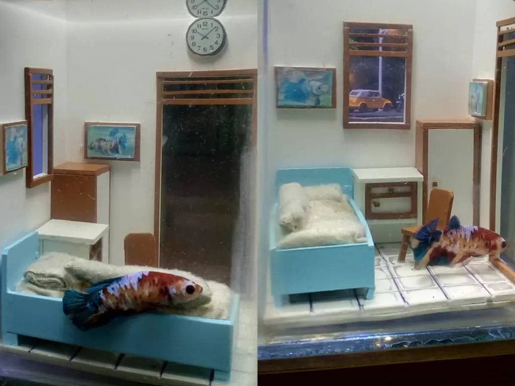 Desain akuarium ikan cupang mirip kamar kost. (Facebook/Made Agus Darmawan)