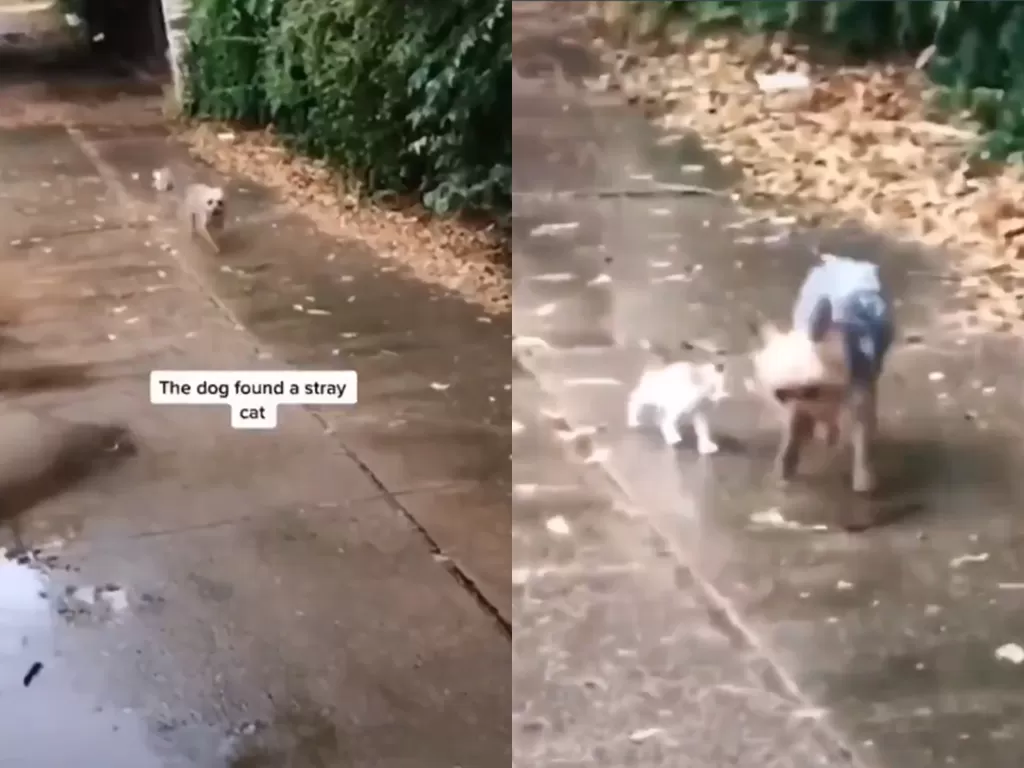 Cuplikan video aksi menggemaskan anjing yang ajak pulang anak kucing di jalan. (photo/Twitter/republikvideo)