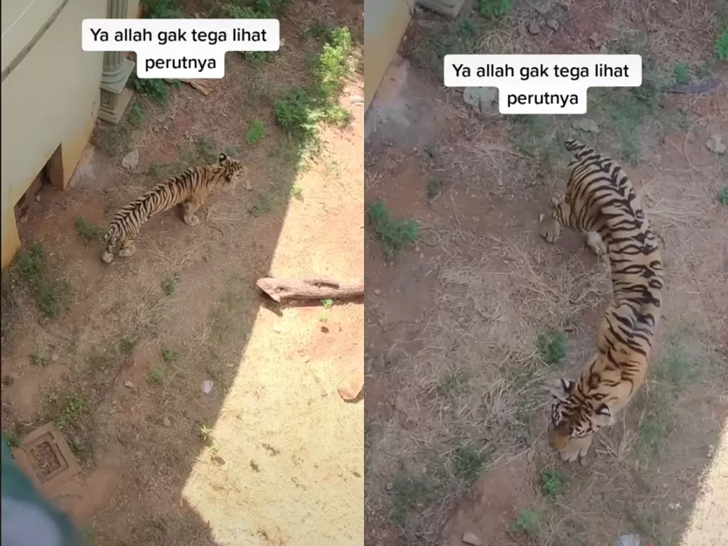 Potongan video harimau yang kurus di kebun binatang. (photo/TikTok/@nzctul)