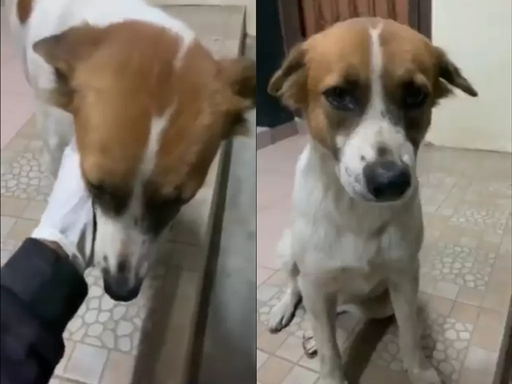 Cuplikan video saat anjing yang merasa seding saat ditinggal. (photo/Twitter/@AtukNature)