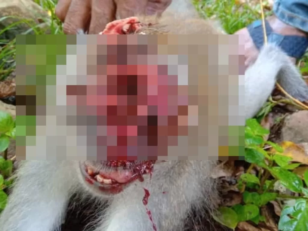 Monyet ditembak kepalanya (Facebook/Persatuan Haiwan Malaysia - Malaysia Animal Association)