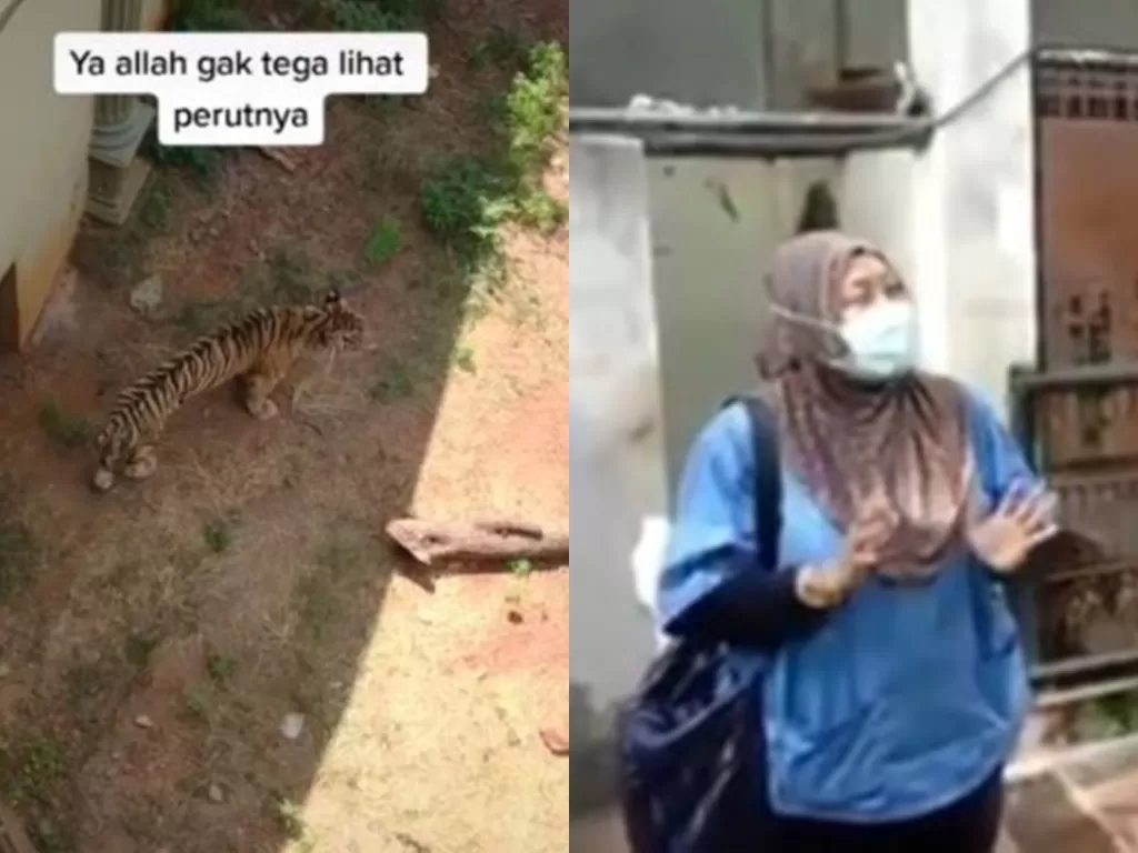 Harimau kurus (kiri) (Instagram makassar_iinfo) dan dokter hewan Maharani Zoo (kanan) (Instagram palembang_bedesau)