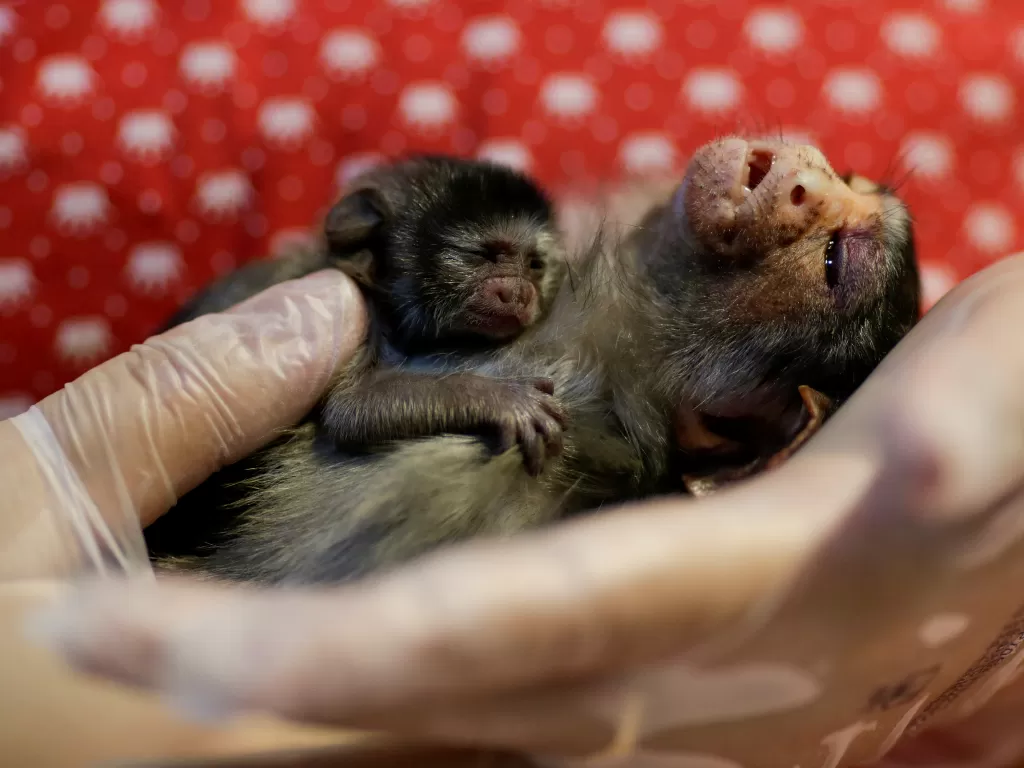 Dokter hewan Carine Hanna merawat Xita, seekor marmoset Rondon, yang diselamatkan oleh polisi lingkungan negara bagian setelah melahirkan, di klinik hewan Clinidog (REUTERS/UESLEI MARCELINO)