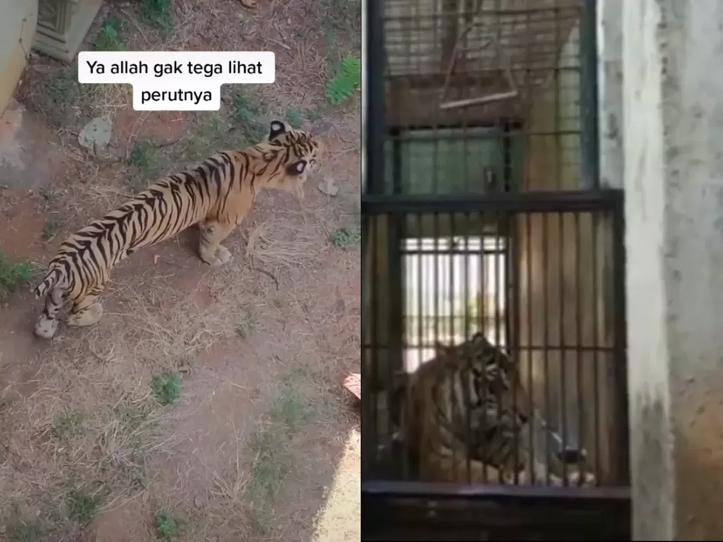 Kiri: Potongan video harimau yang kurus di kebun binatang. (photo/TikTok/@nzctul) Kanan: (photo/Instagram/@maharanizoo)