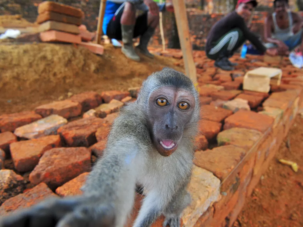 Seekor monyet berada di sekitar pekerja saat pemugaran Candi Kedaton, Kawasan Percandian Muarajambi, Jambi, Rabu (9/9/2020). ANTARA FOTO/Wahdi Septiawan