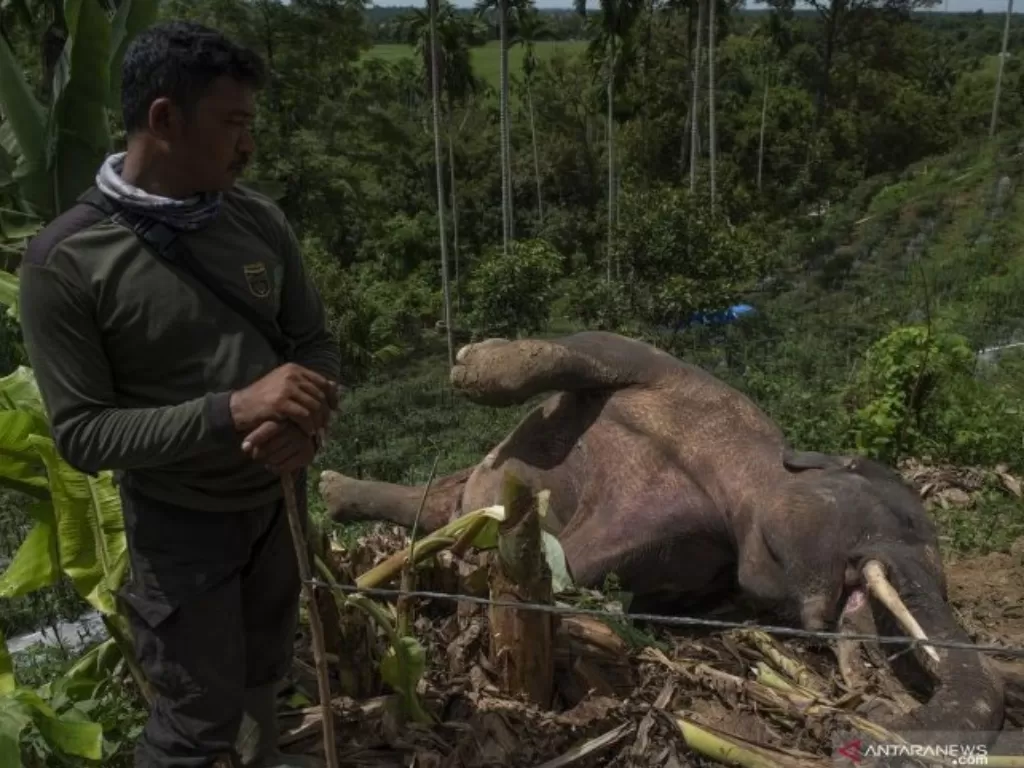 Petugas mengamati bangkai seekor gajah sumatra yang ditemukan mati di kebun milik warga di Desa Tuha Lala, Kecamatan Mila, Kabupaten Pidie, Aceh, Rabu (9/9/2020).  (ANTARA)