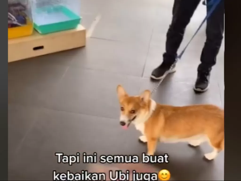 Seekor anjing dimasukan ke sekolah hewan (Tiktok)