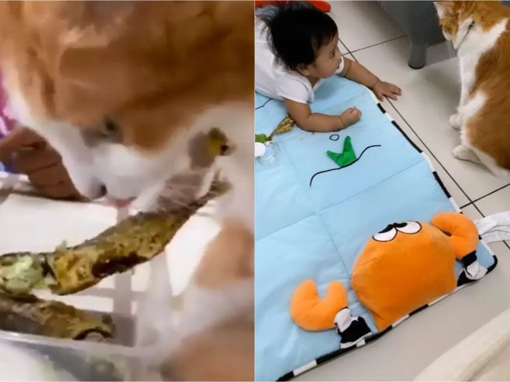 Kucing curi ikan goreng untuk diberikan kepada bayi (Twitter/@pelisahh)
