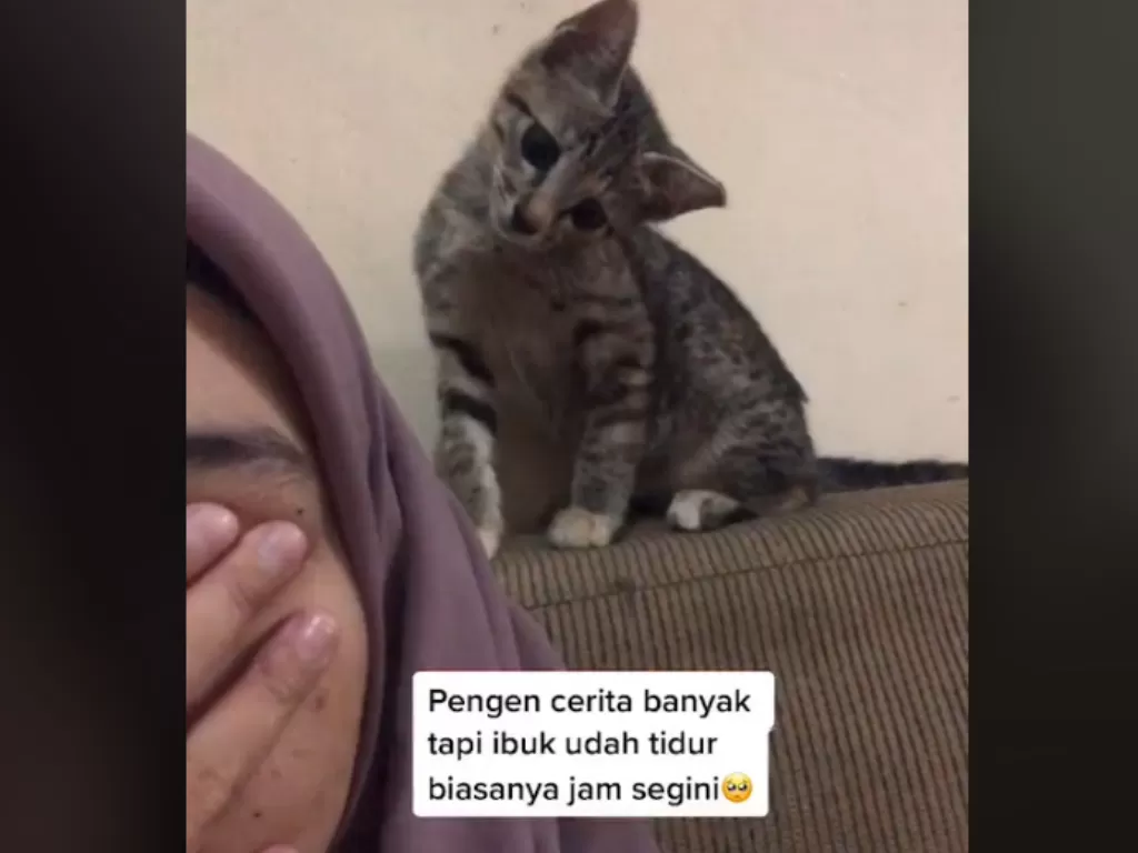 Kucing menggemaskan curi perhatian netizen (Tiktok)