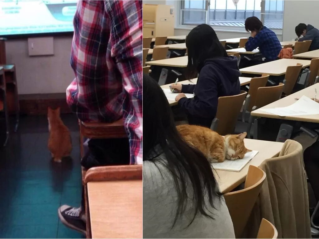 Kucing viral karena tidur di kampus (Twitter/@animalkyat)